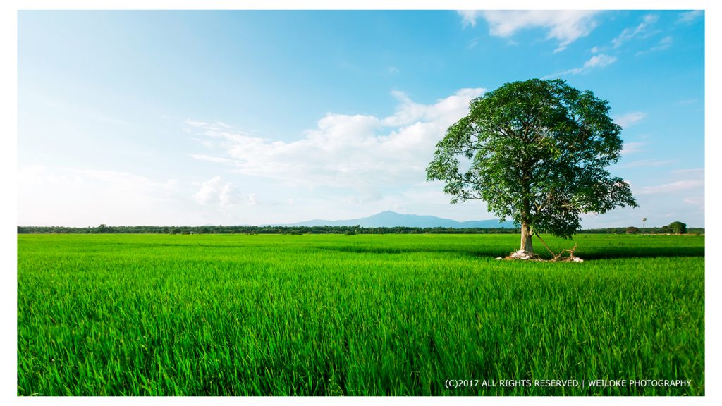 A tree in paddy field