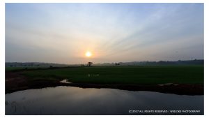 Morning at paddy field