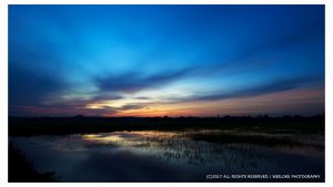 Morning at paddy field